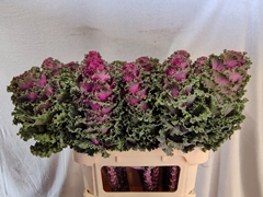 Brassica Crane Ruffle Red 75cm