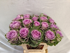 Brassica Crane Pink 60cm