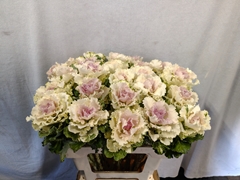 Brassica Crane Ruffle Bicolour 60cm