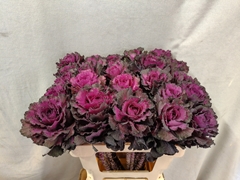 Brassica Elegance 60cm