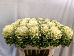 Brassica Crane Ruffle White 70cm