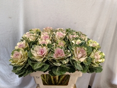 Brassica Empire Akilina 60cm