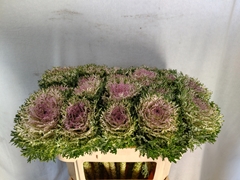 Brassica Crane King 70cm