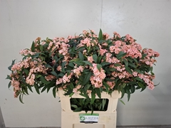 Euphorbia Fulgens Spray Pink Baron 80cm 25cm Hd