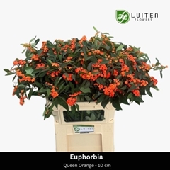 Euphorbia Fulgens Spray Queen Of Orange 75cm 10cm Hd