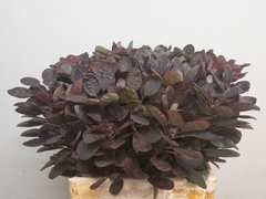 Cotinus Coggygria Royal Purple 60cm