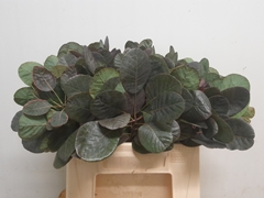 Cotinus Coggygria Royal Purple 40cm