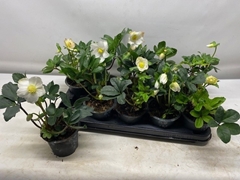 Helleborus Niger 12Ø 26cm
