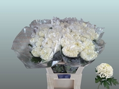 Chrysanth Single Vienna White 80cm 150gr.