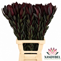 Leucadendron Safari Sunset 80cm
