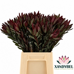 Leucadendron Safari Sunset 50cm