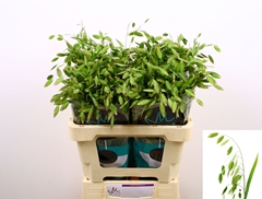 Chasmanthium Latifolium 60cm