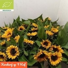 Helianthus Sunrich Orange 80cm