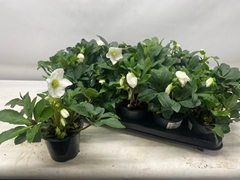 Helleborus Happy Day 12Ø 24cm