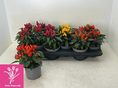 Capsicum Salsa Mix 10Ø 19cm