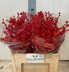 Ilex Verticillata 60cm