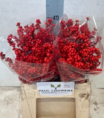 Ilex Verticillata 40cm