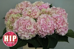 Hydrangea Verena Classic 60cm 18-20cm Hd
