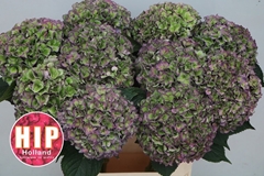 Hydrangea Rodeo Red Classic 80cm 22-24cm Hd