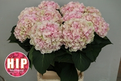 Hydrangea Verena Classic 100cm 22-24cm Hd