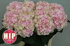 Hydrangea Verena Classic 80cm 20-22cm Hd