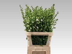 Consolida Regalis Qis White 80cm