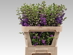 Consolida Regalis Qis Violet Lilac 80cm