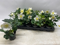 Helleborus Little Star 9Ø 18cm