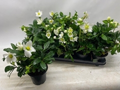 Helleborus Happy Day 12Ø 26cm