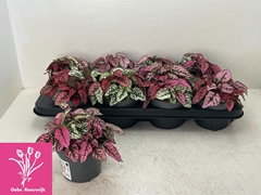 Hypoestes Confetti Compact Mix 12Ø 16cm