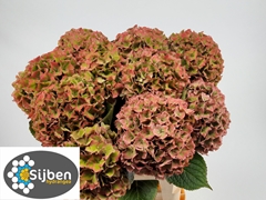 Hydrangea Rodeo Red Classic 60cm 16-18cm Hd