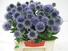 Echinops Blue Globe 40cm