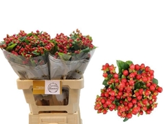 Hypericum Magical Triumph 60cm