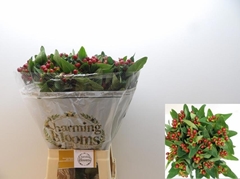 Hypericum Pacific Brown 70cm