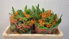 Asclepias Tuberosa 50cm