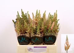 Astilbe Vision Inferno 45cm