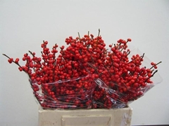 Ilex Verticillata 40cm