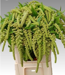 Amaranthus Caudatus Cycloop 80cm