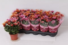 Chrysanth Artistic Jeff Mix 12Ø 26cm