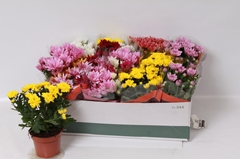 Chrysanth Mix 7 Colours 12Ø 26cm