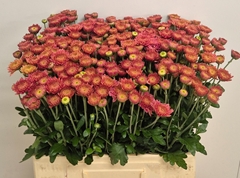 Chrysanth Spray Blenda Salmon 60cm 50gr.