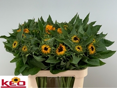 Helianthus Sunrich Provence 80cm