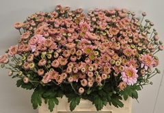 Chrysanth Spray Danielle Rose 60cm 50gr.