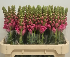 Antirrhinum Potomac Rose 75cm