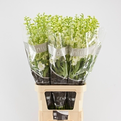 Delphinium Double Centurion White 110cm