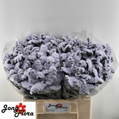 Limonium Sinuatum Silky Wings 60cm 25gr.