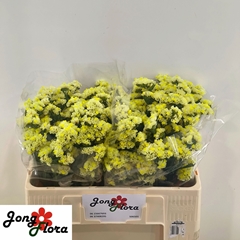 Limonium Sinuatum Glossy Wings 45cm 15gr.