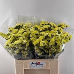 Limonium Sinuatum Glossy Wings 60cm 25gr.