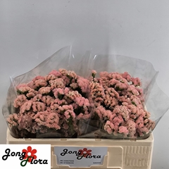 Limonium Sinuatum Peach Wings 45cm 15gr.
