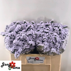 Limonium Sinuatum Silky Wings 50cm 20gr.
